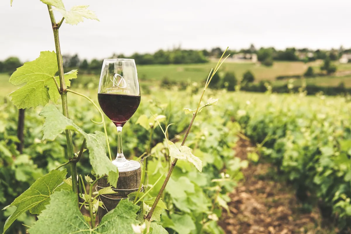 La Bourgogne en vendanges : un seul cépage, mille visages