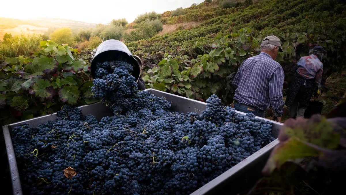 Que se passe-t-il vraiment pendant les vendanges ?