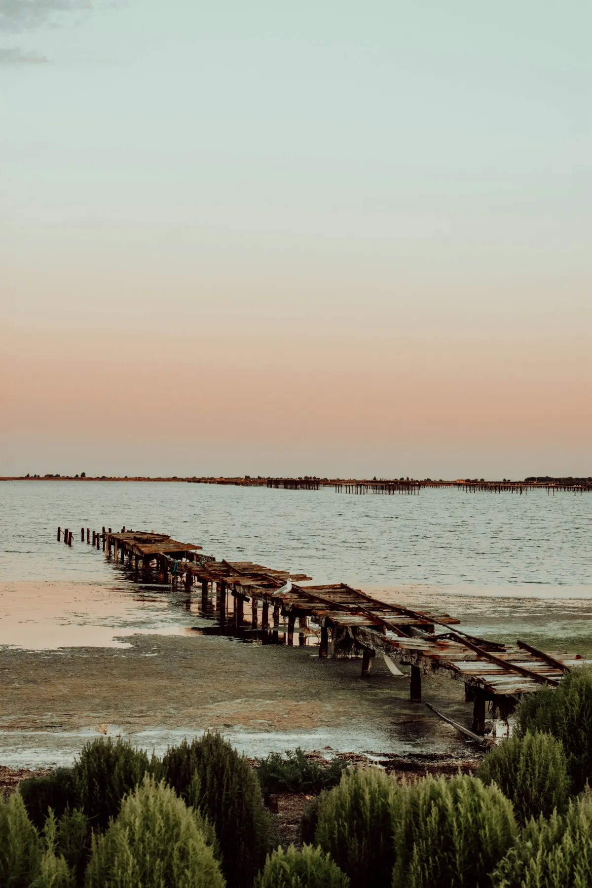Picpoul de Pinet : le blanc né au bord de l'étang