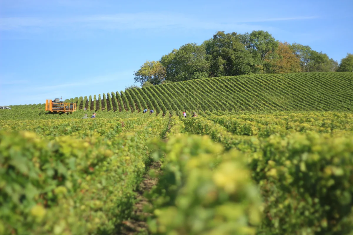 Rangs de vignes sur les coteaux pendant les vendanges